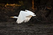 Great Egret Flying Low