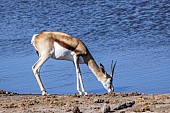 Springbok Female at Waterhole