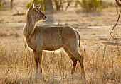 Waterbuck Female