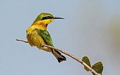 Little Bee-eater