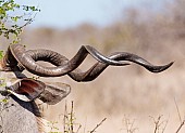 Kudu Bull's Horns, Close View