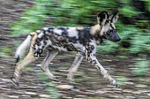 Wild Dog on the Move