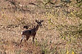 Male Steenbok in Winter Vegetation