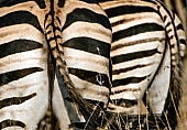 Zebra Rears, Close Up