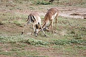 Impala Males Clashing