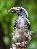 African Grey Hornbill Looking Sideways