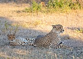Cheetah Female with Sub-adult Cub