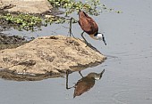 African Jacana