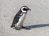 African Penguin