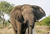 Elephant Bull Drinking at Waterhole