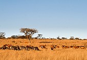 Acacia Trees and Wildlife