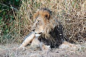 Adult Male Lion Looking Sideways