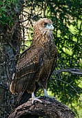 Juvenile Bateleur Eagle