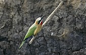 White-fronted bee-eater