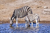 Zebra Mother and Foal