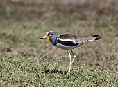 White-crowned Lapwing