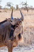 Blue Wildebeest, Head and Neck