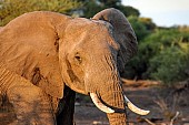 Elephant Female Close-up