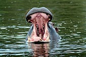 Hippo with Open Jaws