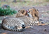 Juvenile Cheetah Pair Groomin