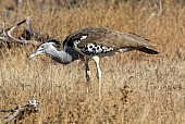 Kori Bustard