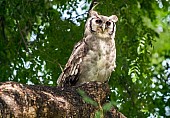 Verreaux's Eagle-Owl or Giant Eagle-Owl)