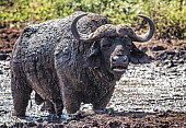 Muddy Buffalo Bull