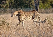 Cheetah Female Striding Out