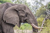 Elephant Feeding, Close-up