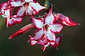 Impala Lily in Flower