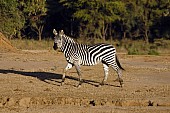 Zebra in Warm Light