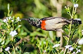 Southern Double-collared Sunbird Stretching to Feed