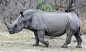 White Rhino Reference Photo