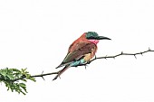 Carmine Bee-eater