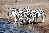 Zebra Foursome at Waterhole