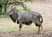 Nyala antelope