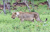 Lioness Walking, Side-on