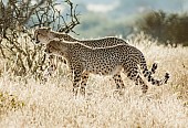 Cheetah Mother and Sub-adult Cub