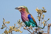 Lilac-breasted Roller