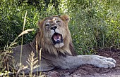 Lion Male Panting