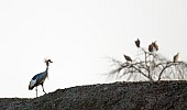 Grey Crowned Crane with Vultures