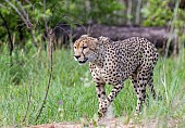 Cheetah Male on Patrol