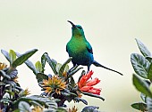 Malachite Sunbird on Wild Pomegranate