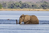 Elephant Wading through Deep Water