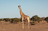 Giraffe Female in Open Terrain