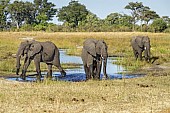 Elephants in River Channel