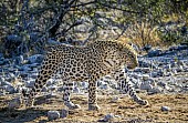 Leopard Male Walking