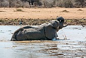 Elephant Taking Mud Bath
