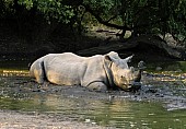 Rhino Taking Mud Bath