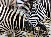 Zebra Group in Tight Formation
